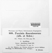 Puccinia flosculosorum image